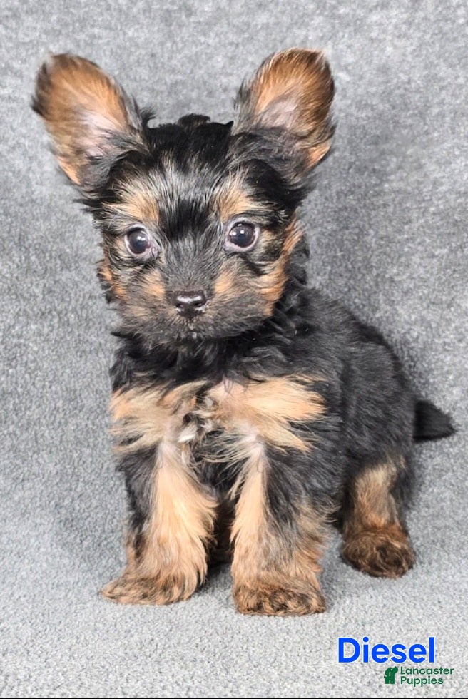 Yorkshire Terrier dogs Diesel Teacup - Ad 32