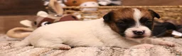 Jack Russell Terrier dogs for sale: Sailor is white w/ tri markings  - Ad 6