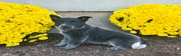 Australian Cattle Dog dogs for sale: Daisy  - Ad 6