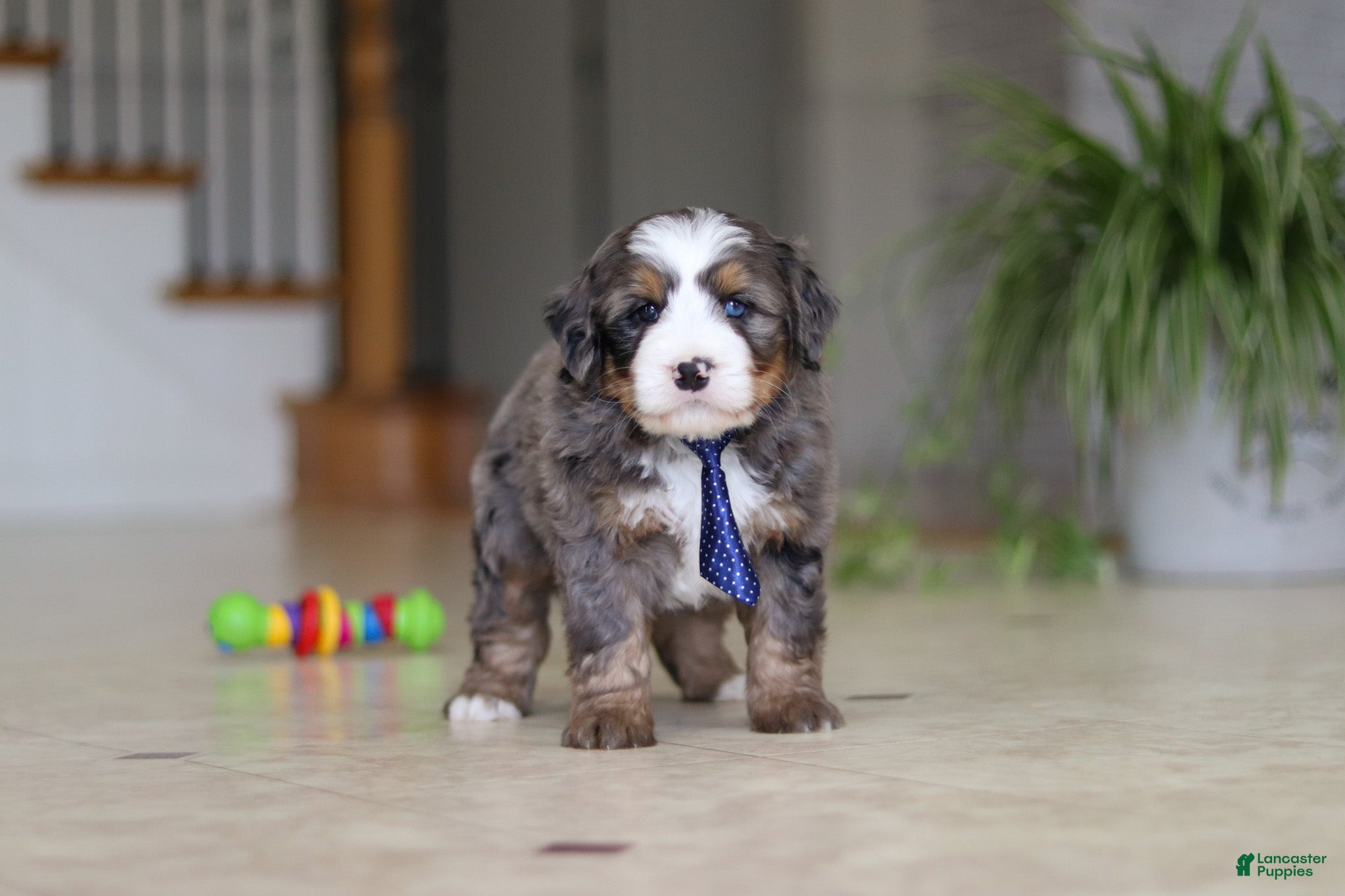 Mini Bernedoodle dogs Vance - Ad 2