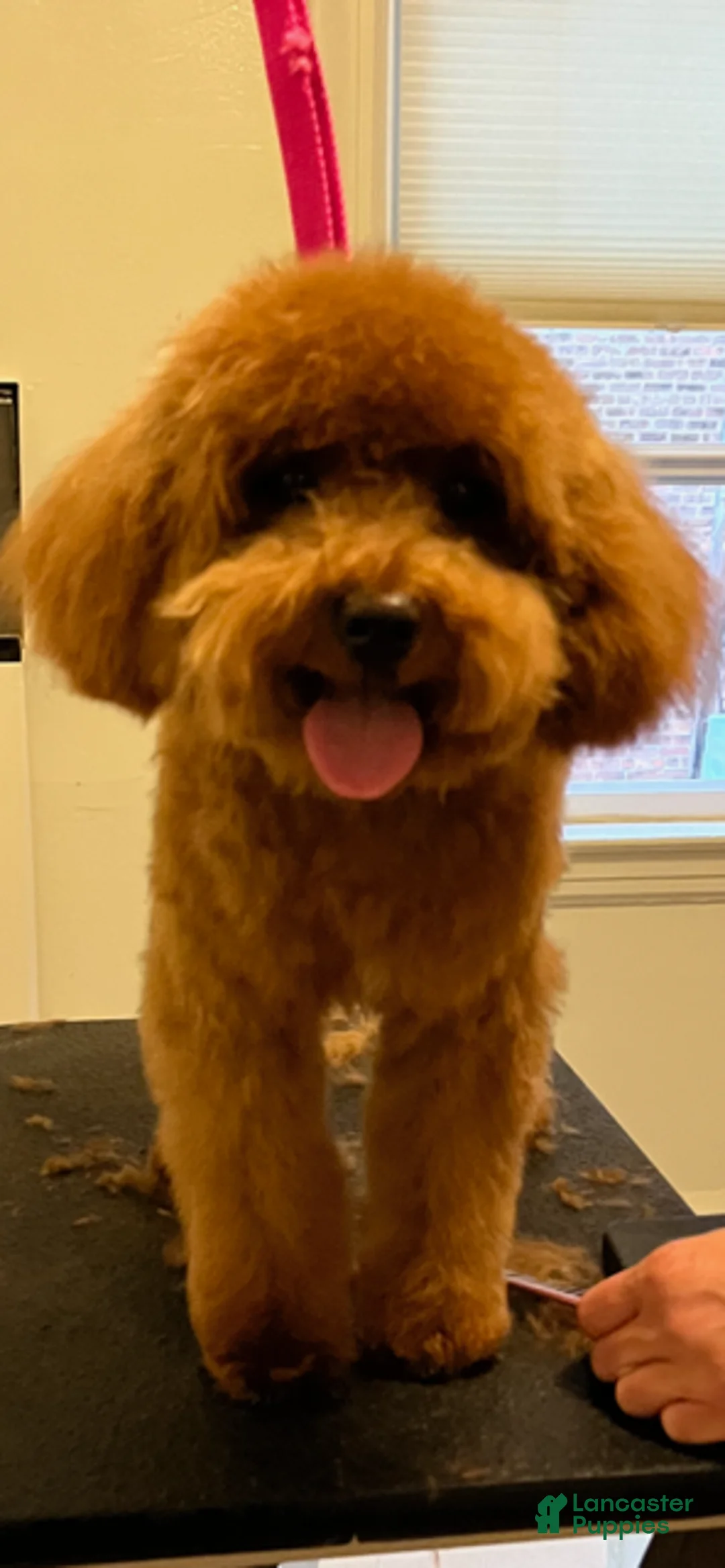 Toy Poodle dogs for sale: Toy Poodle Puppy 1 - Ad 2