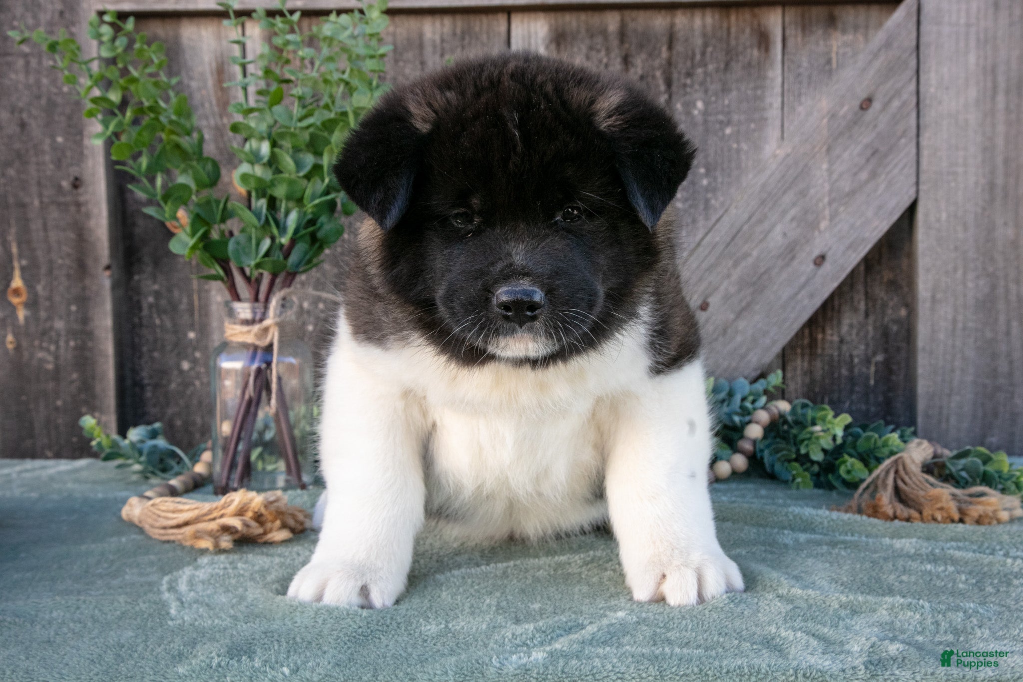 Akita dogs Stuart - Ad 1
