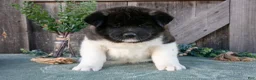 Akita dogs for sale: Stuart - Ad 1