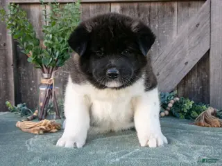 Akita dogs for sale: Stuart - Ad 2