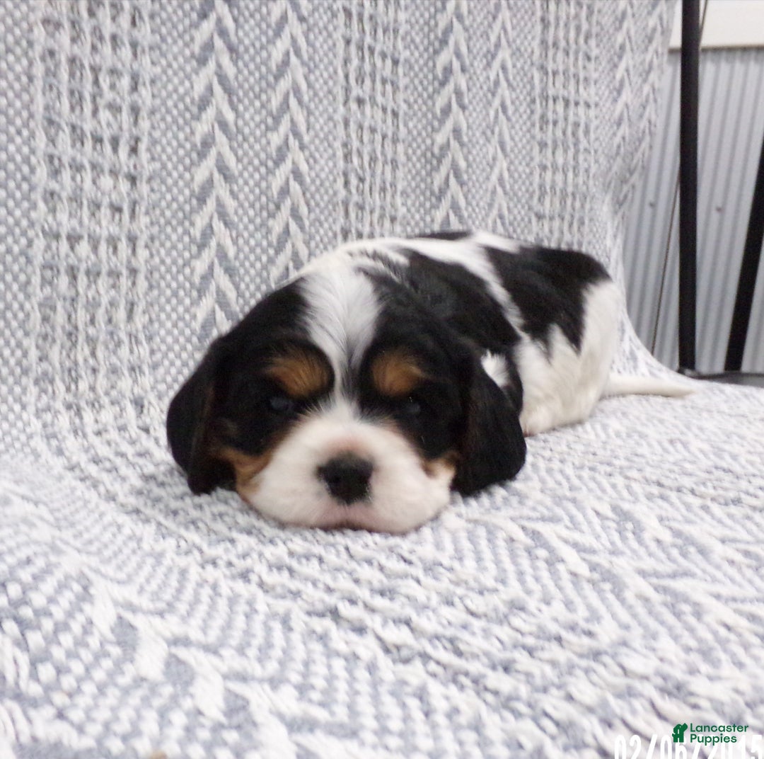 Cavalier King Charles Spaniel dogs for sale: Cavalier King Charles Spaniel Puppy 1 - Ad 9