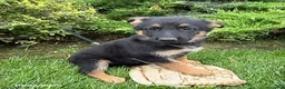 German Shepherd dogs for sale: Dolly - Ad 3
