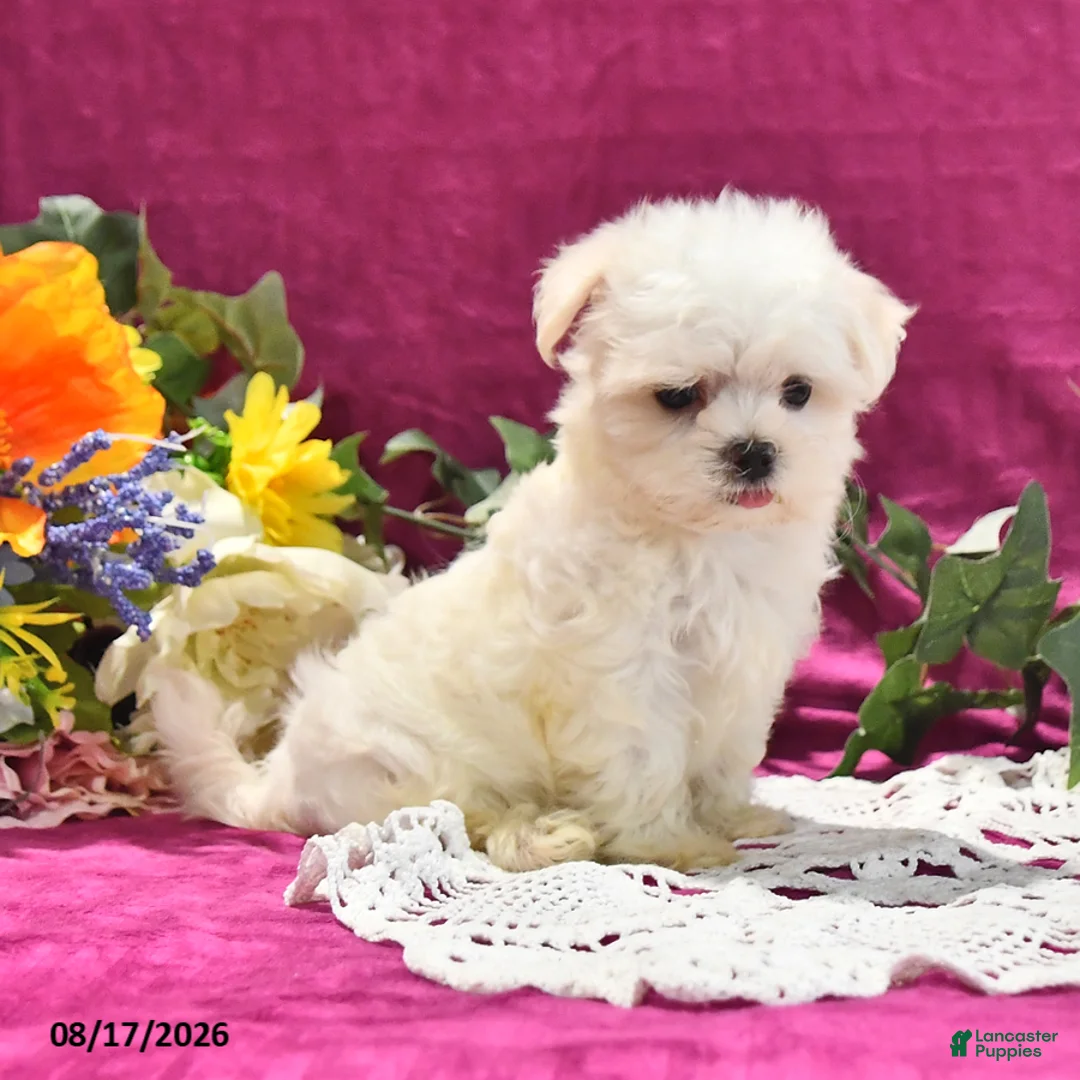 Maltese dogs for sale: Toby - Ad 2