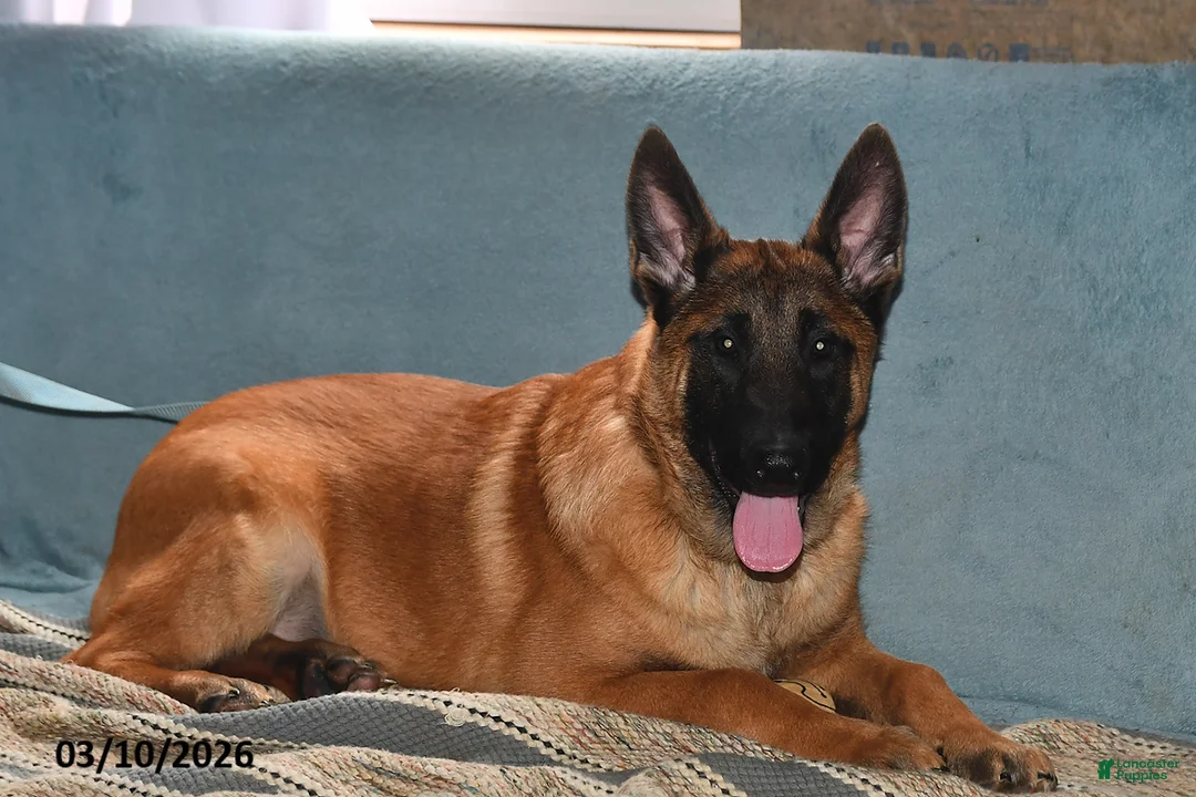Belgian Malinois dogs for sale: Diesel - Ad 1