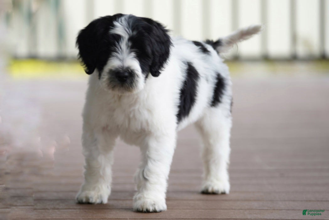 Portuguese Water Dog dogs Kyler - Ad 1