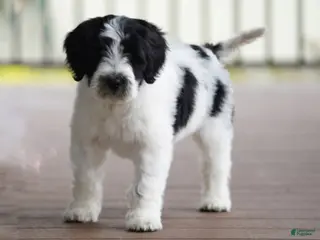 Portuguese Water Dog dogs for sale: Kyler - Ad 2