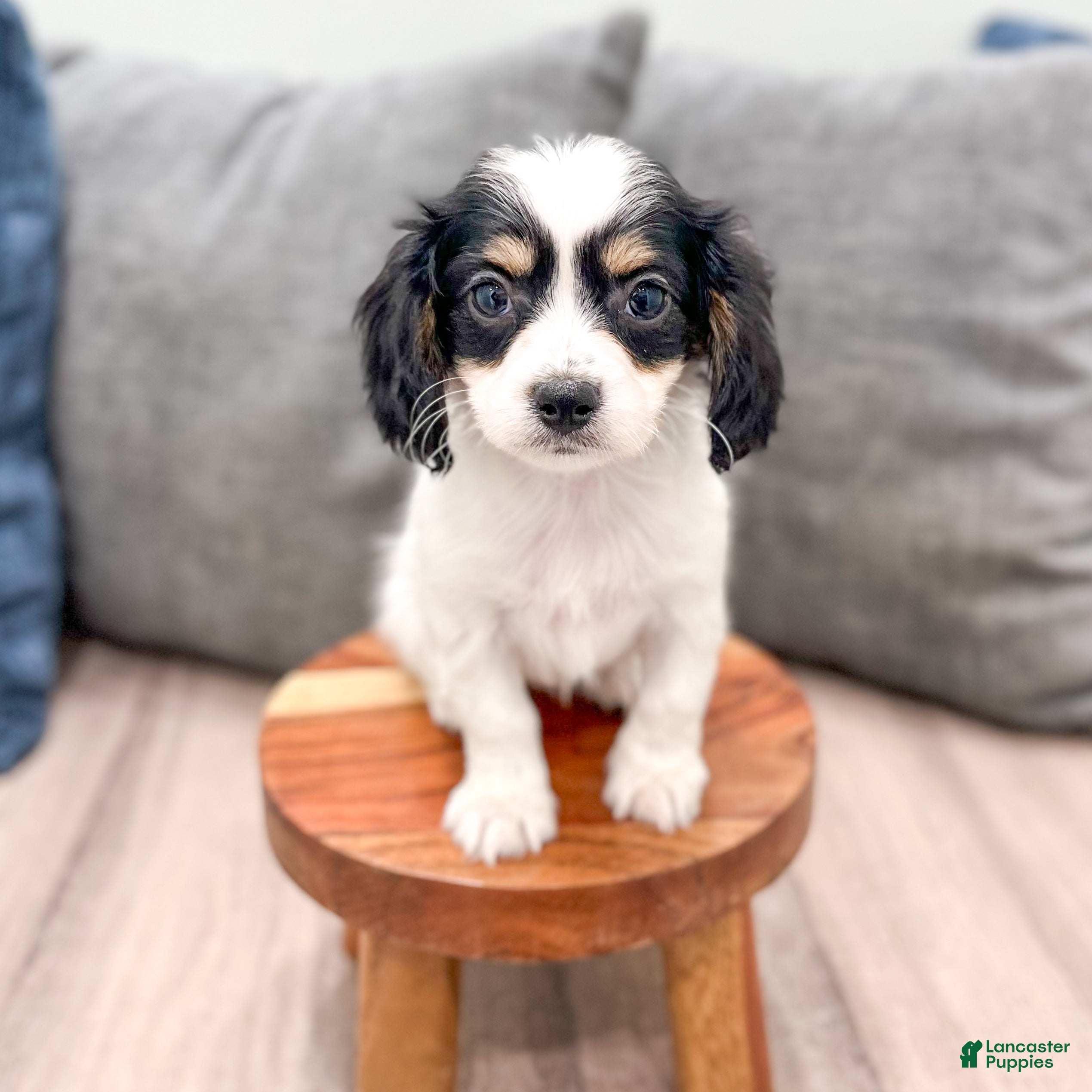 Cavachon dogs Honey - Ad 2