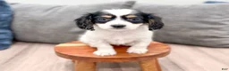 Cavachon dogs for sale: Honey - Ad 2