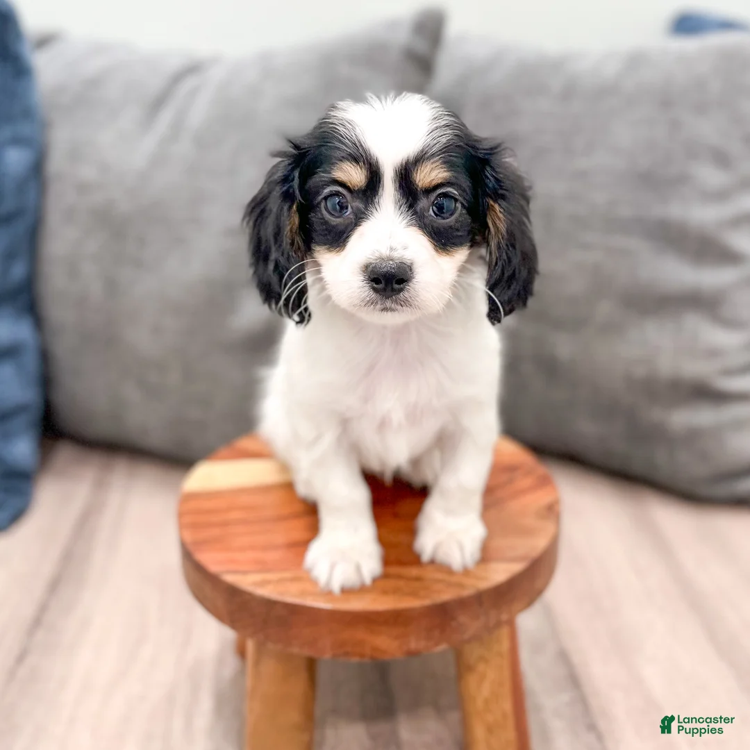 Cavachon dogs for sale: Honey - Ad 2