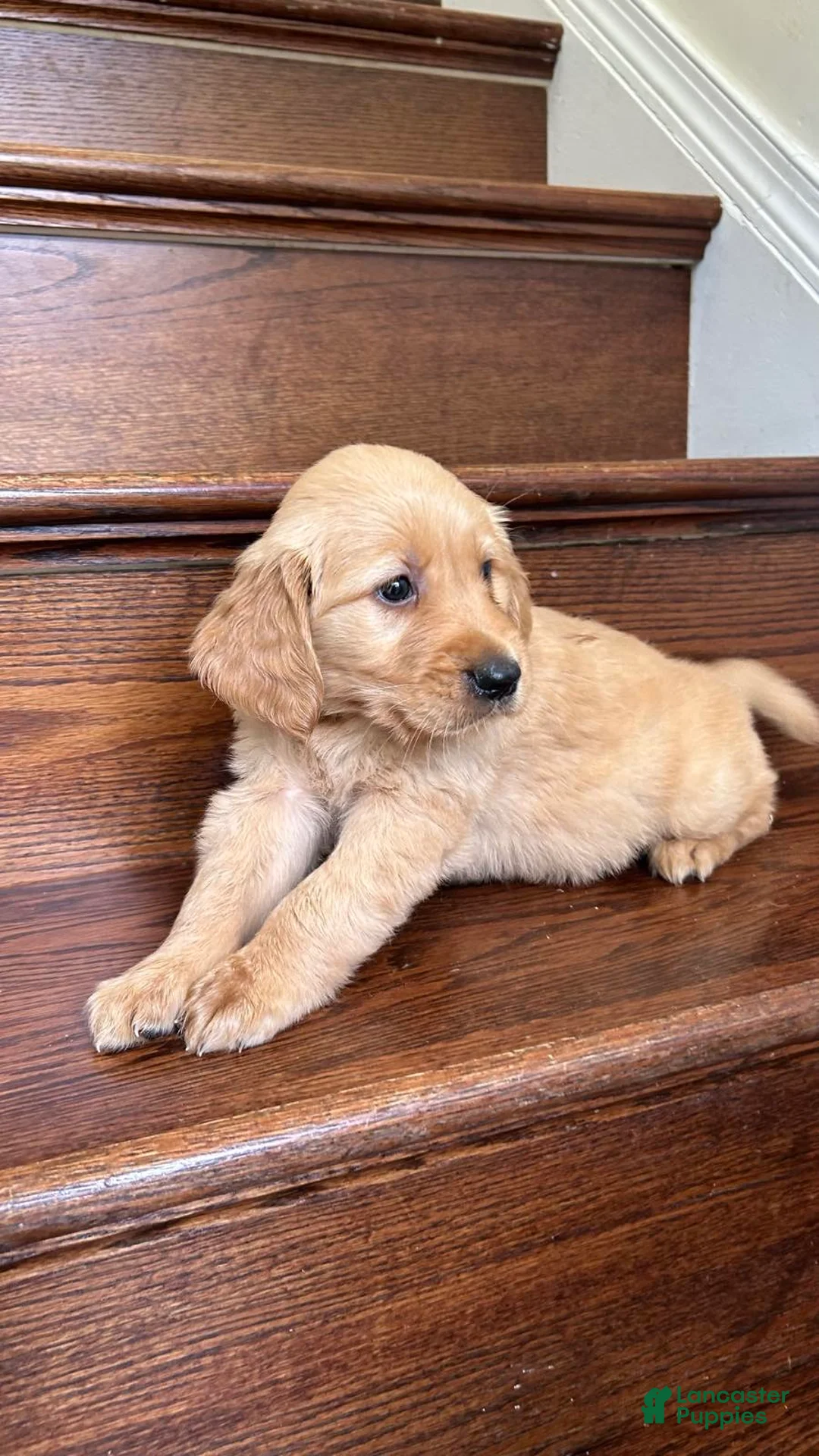 Golden Retriever dogs for sale: Charlie - Ad 2