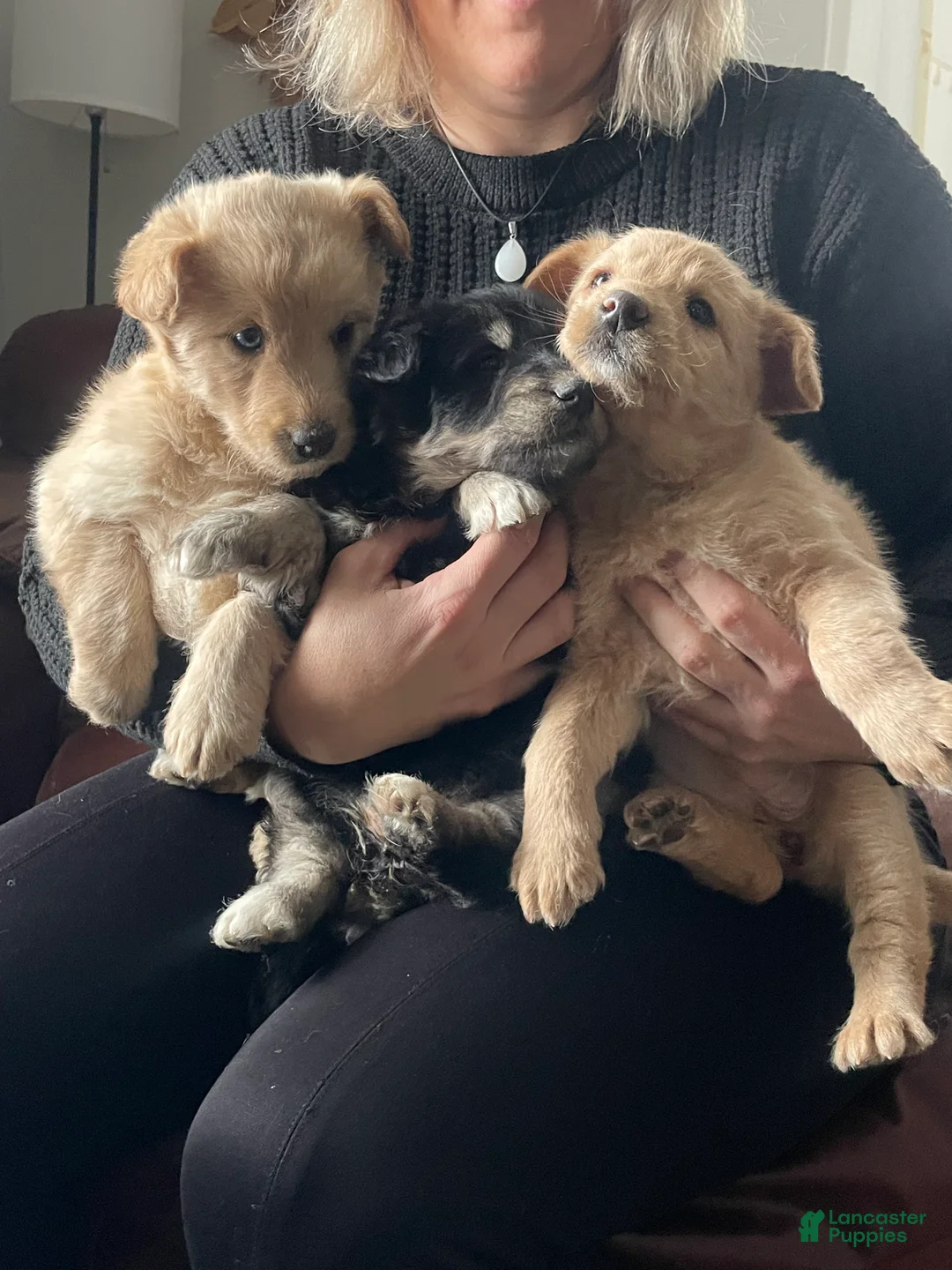 Mixed Breed dogs for sale: Charlotte Brontë  - Ad 3