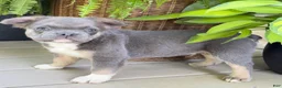 French Bulldog dogs for sale: Peanut - Ad 4