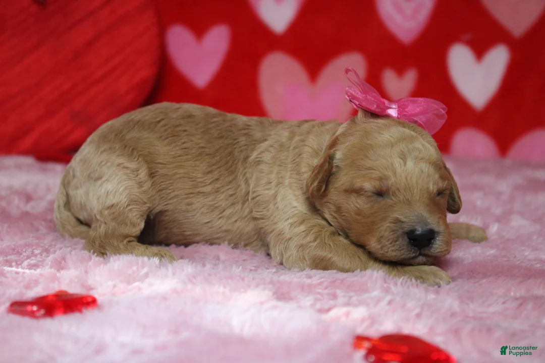 Goldendoodle dogs for sale: Sierra  - Ad 5