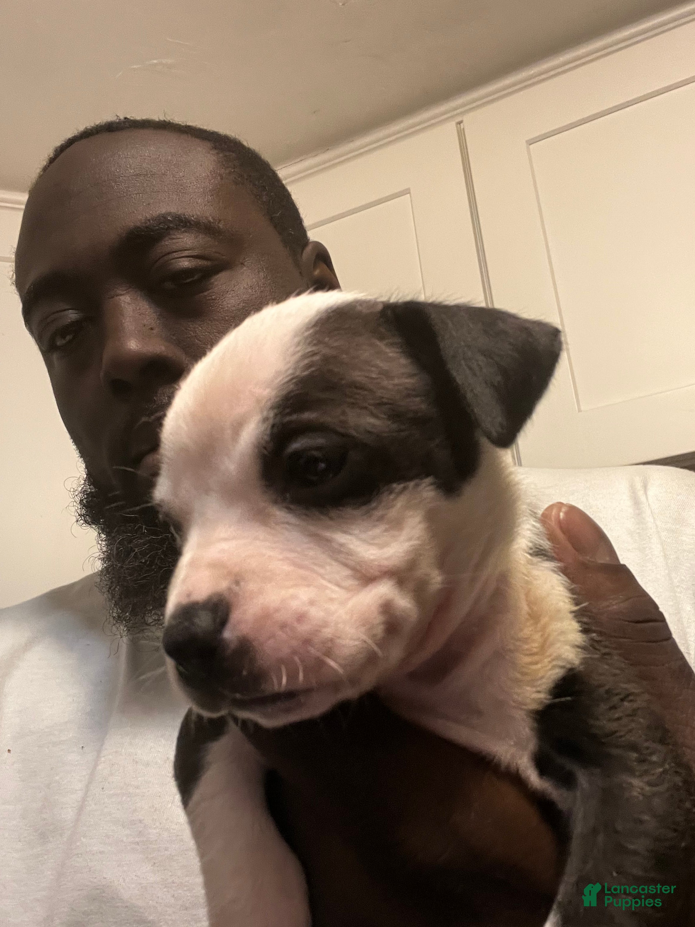 American Staffordshire Terrier dogs American Staffordshire Terrier Puppy 2 - Ad 9
