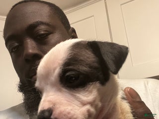 American Staffordshire Terrier dogs American Staffordshire Terrier Puppy 2 - Ad 9