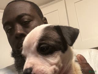 American Staffordshire Terrier dogs American Staffordshire Terrier Puppy 2 - Ad 10