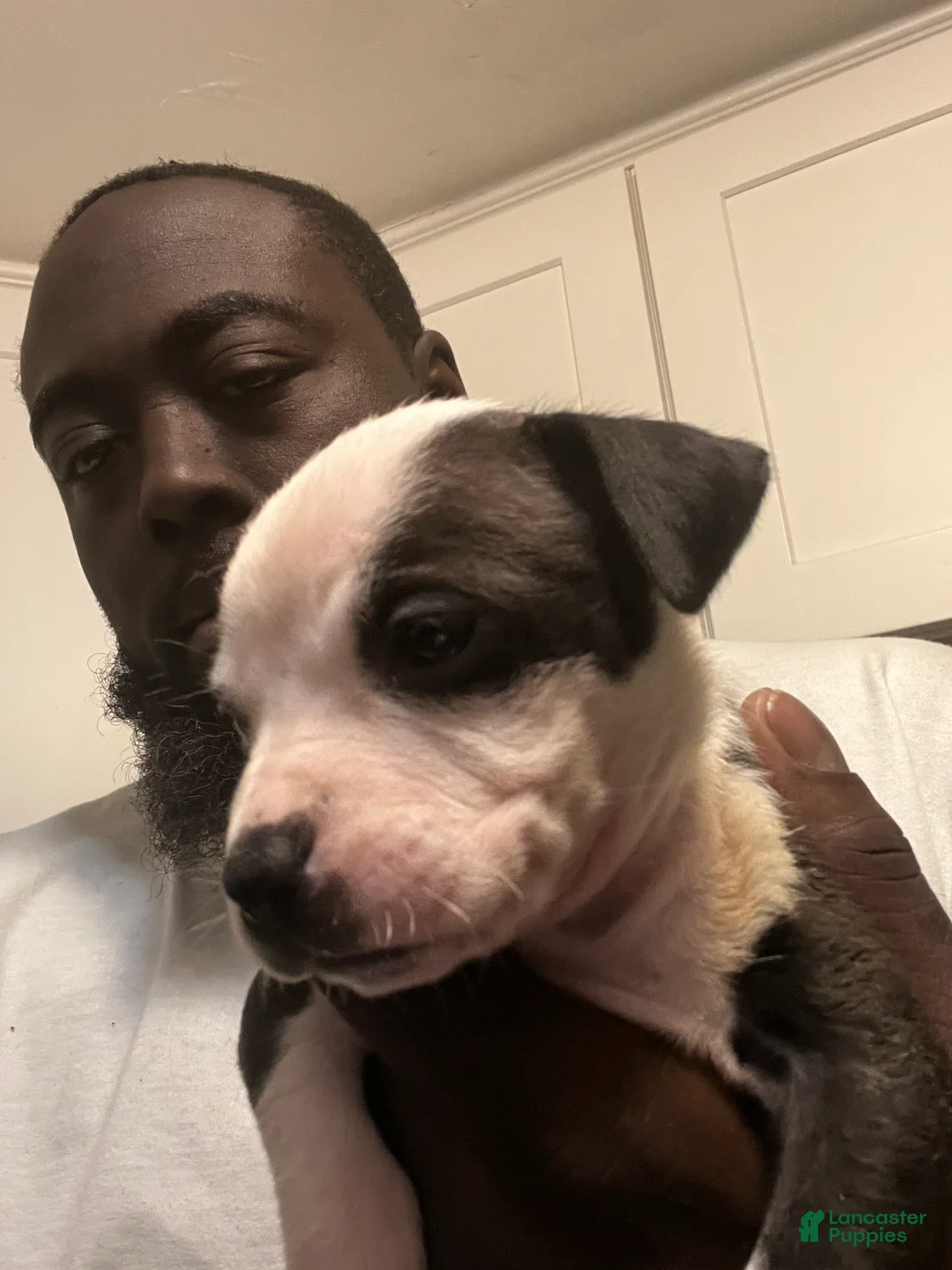 American Staffordshire Terrier dogs for sale: American Staffordshire Terrier Puppy 2 - Ad 1