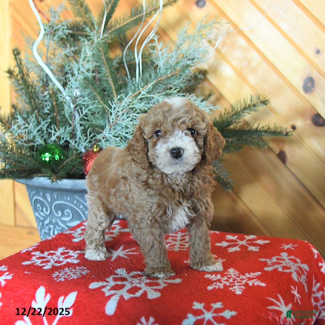 Mini Goldendoodle dogs for sale: Sage - Ad 5