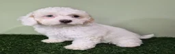 Miniature Poodle dogs for sale: Mercedes - Ad 4