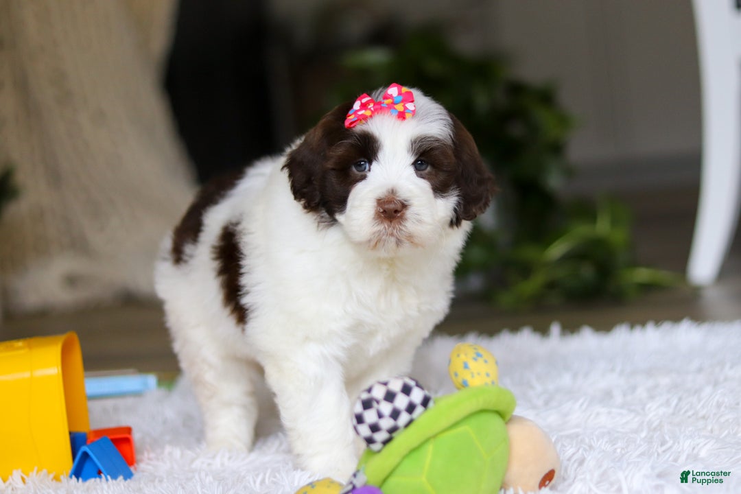 Portuguese Water Dog dogs for sale: Jewel - Ad 6