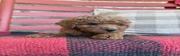 Mixed Breed dogs for sale: Trixie - Ad 5