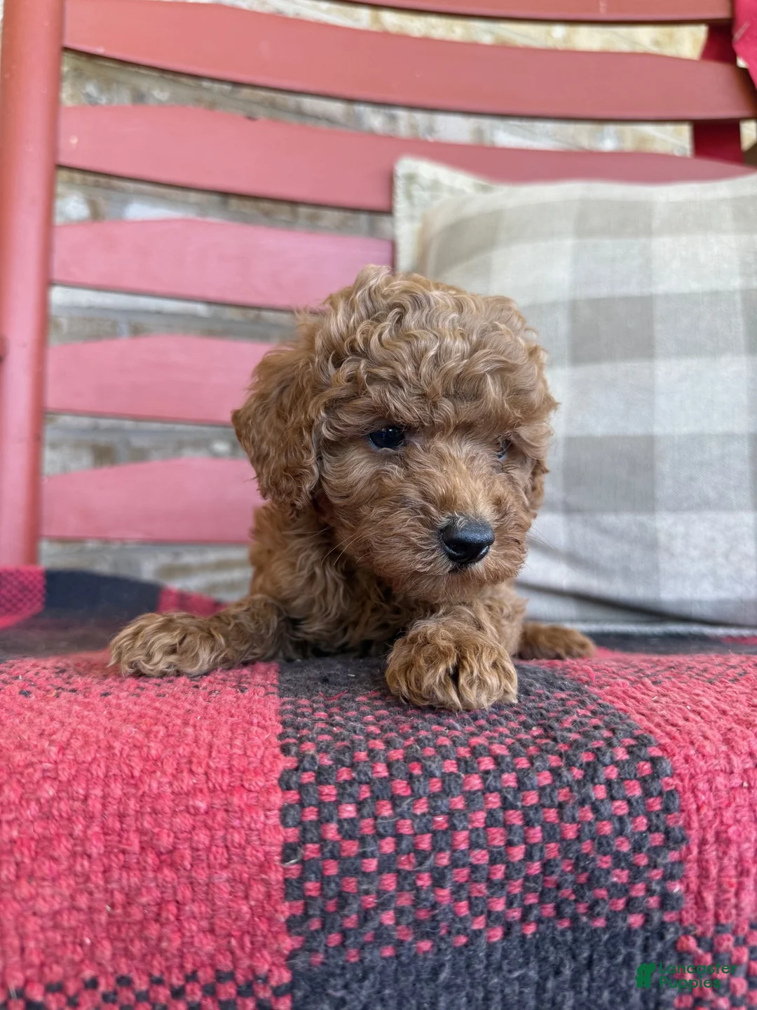 Mixed Breed dogs for sale: Trixie - Ad 5
