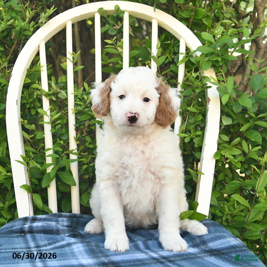 Mini Bernedoodle dogs for sale: Goldie  - Ad 1