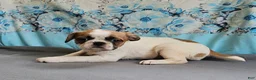 Mixed Breed dogs for sale: Oscar Pie - Ad 10