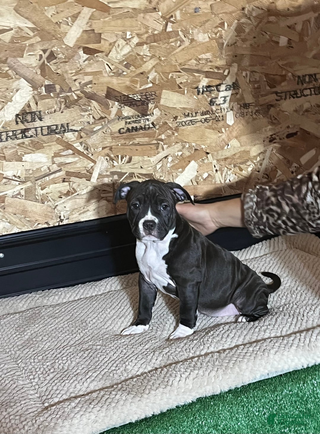 American Bully dogs for sale: Luna - Ad 3