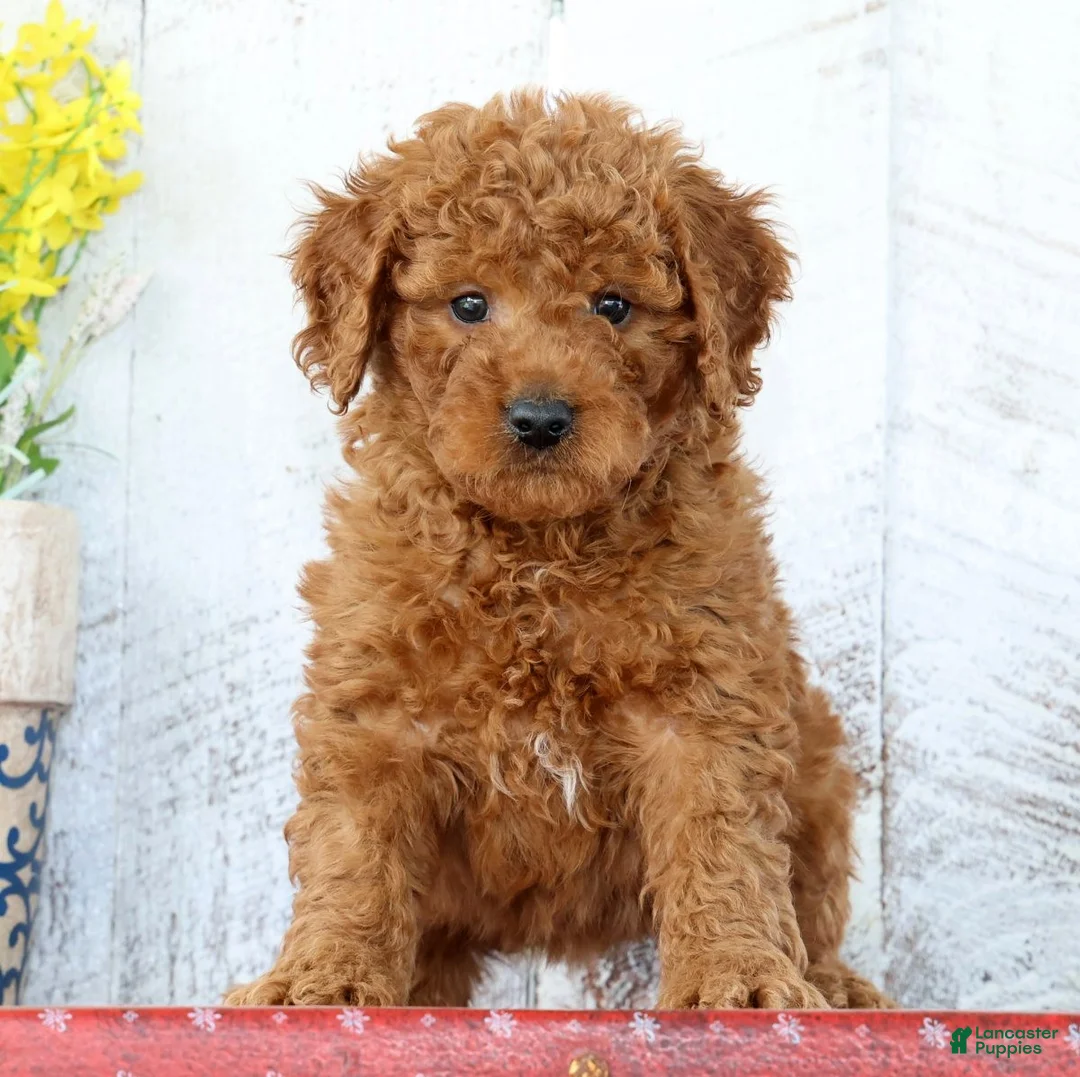 Mini Goldendoodle dogs for sale: Kirsten - Ad 2