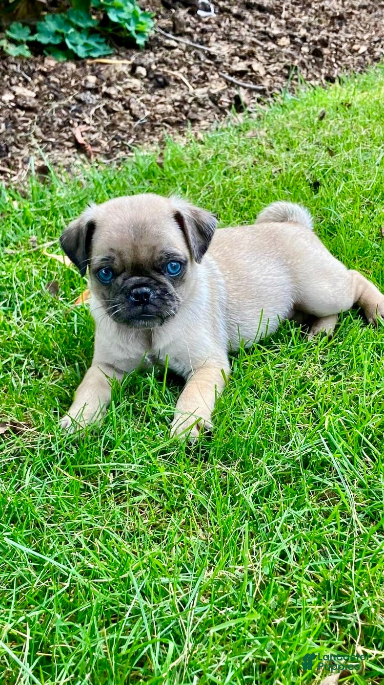 Pug dogs Jake - Ad 1