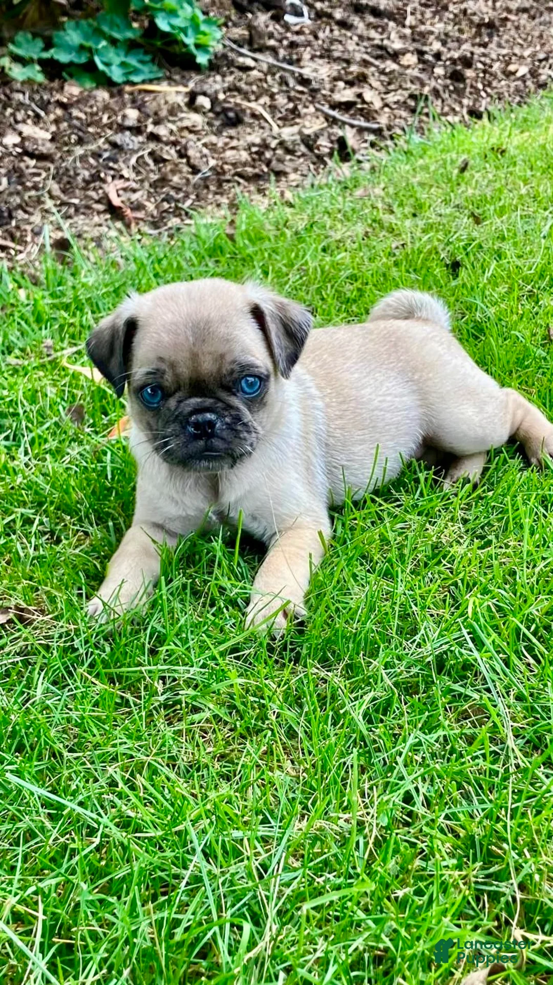 Pug dogs for sale: Jake - Ad 1
