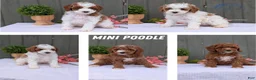 Miniature Poodle dogs for sale: Avery  - Ad 15