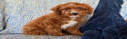 Cavapoo dogs for sale: Morris - Ad 5