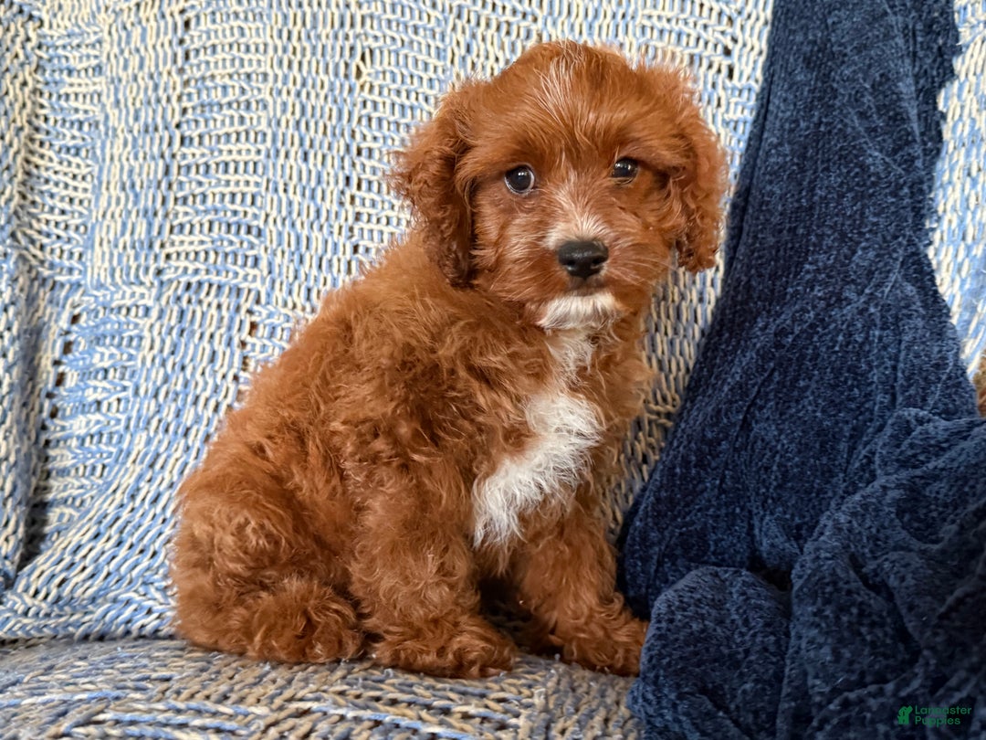 Cavapoo dogs for sale: Morris - Ad 5