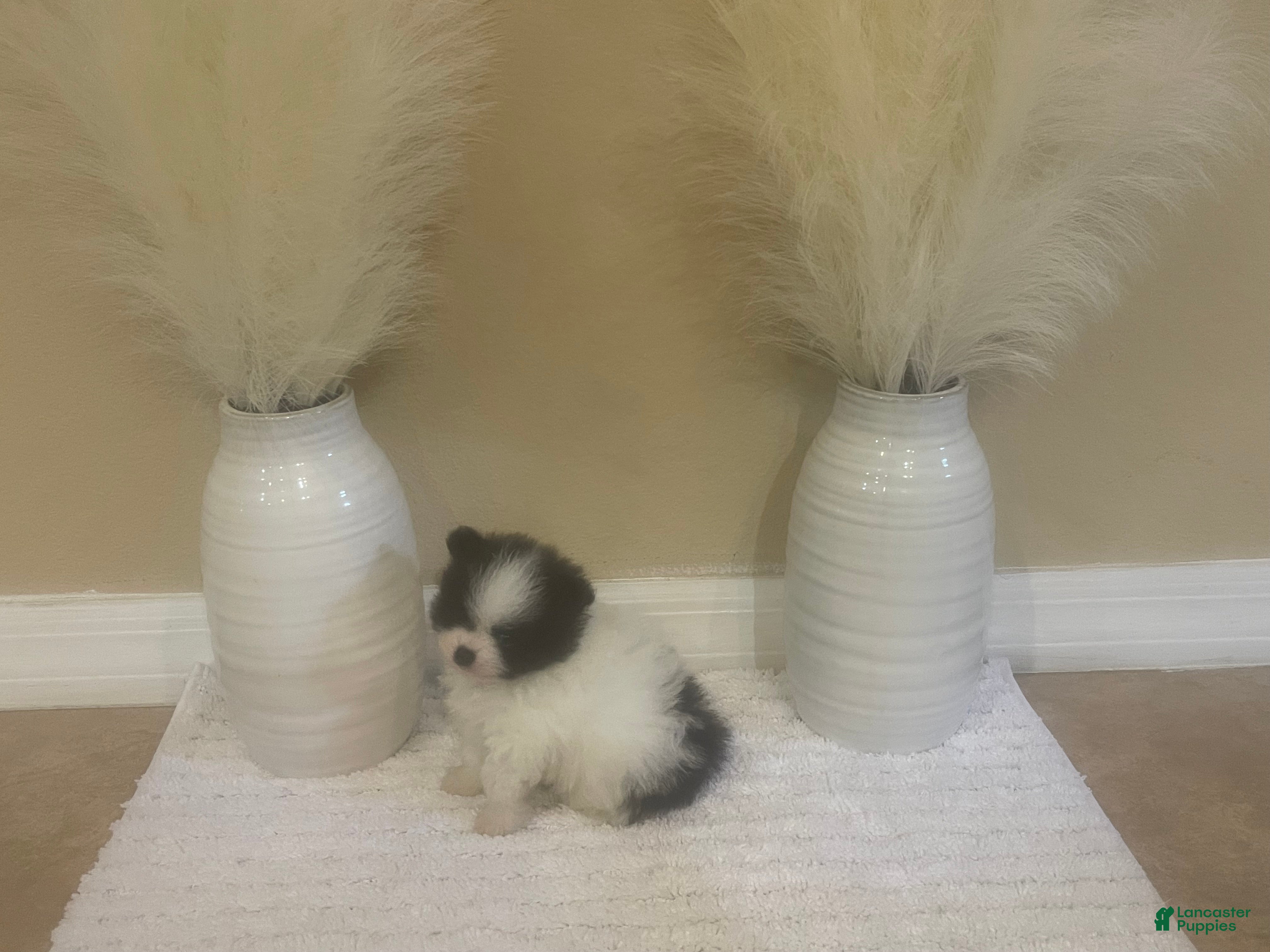 Pomeranian dogs for sale: Pomeranian 2 - Ad 2
