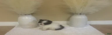 Pomeranian 2