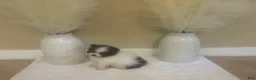 Pomeranian dogs for sale: Pomeranian 2 - Ad 1