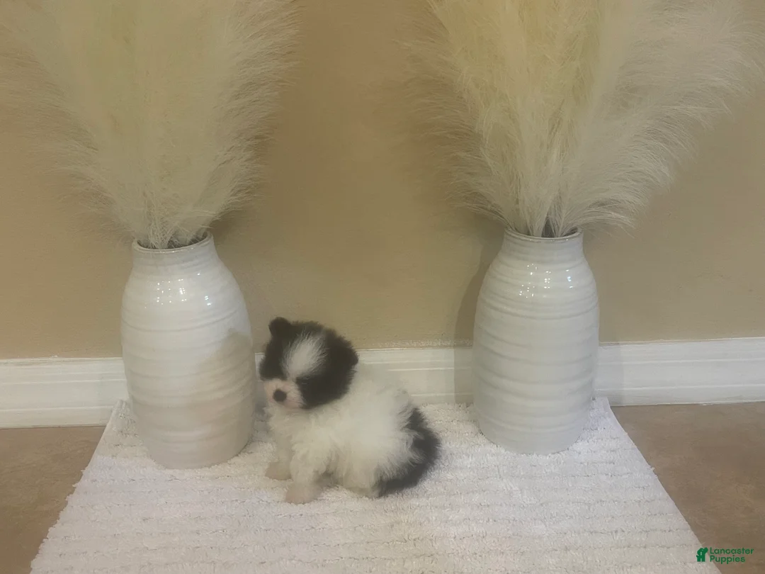 Pomeranian dogs for sale: Pomeranian 2 - Ad 1