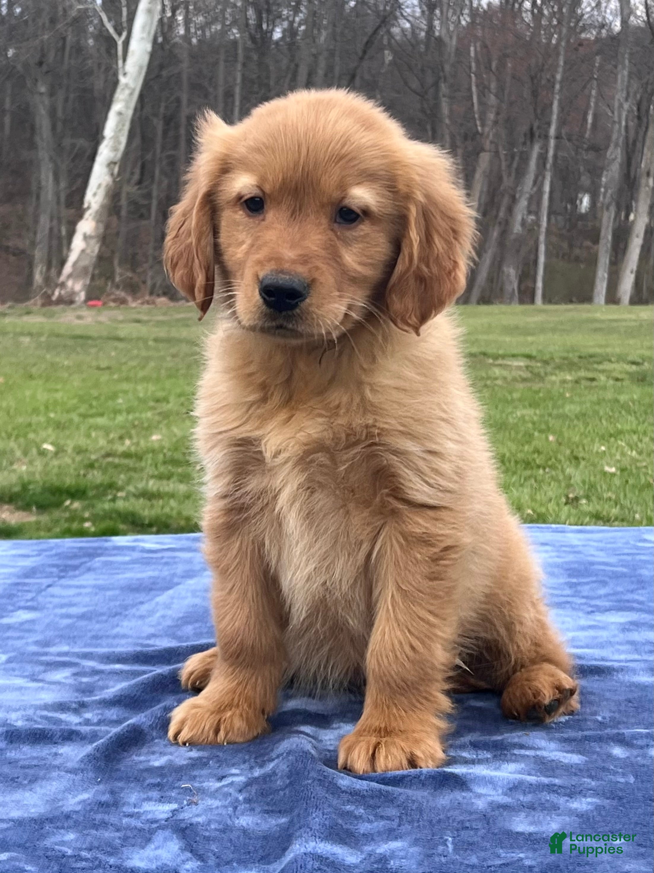 Golden Retriever dogs River - Ad 1
