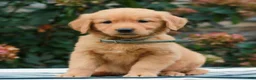 Golden Retriever dogs for sale: Mindy  - Ad 1