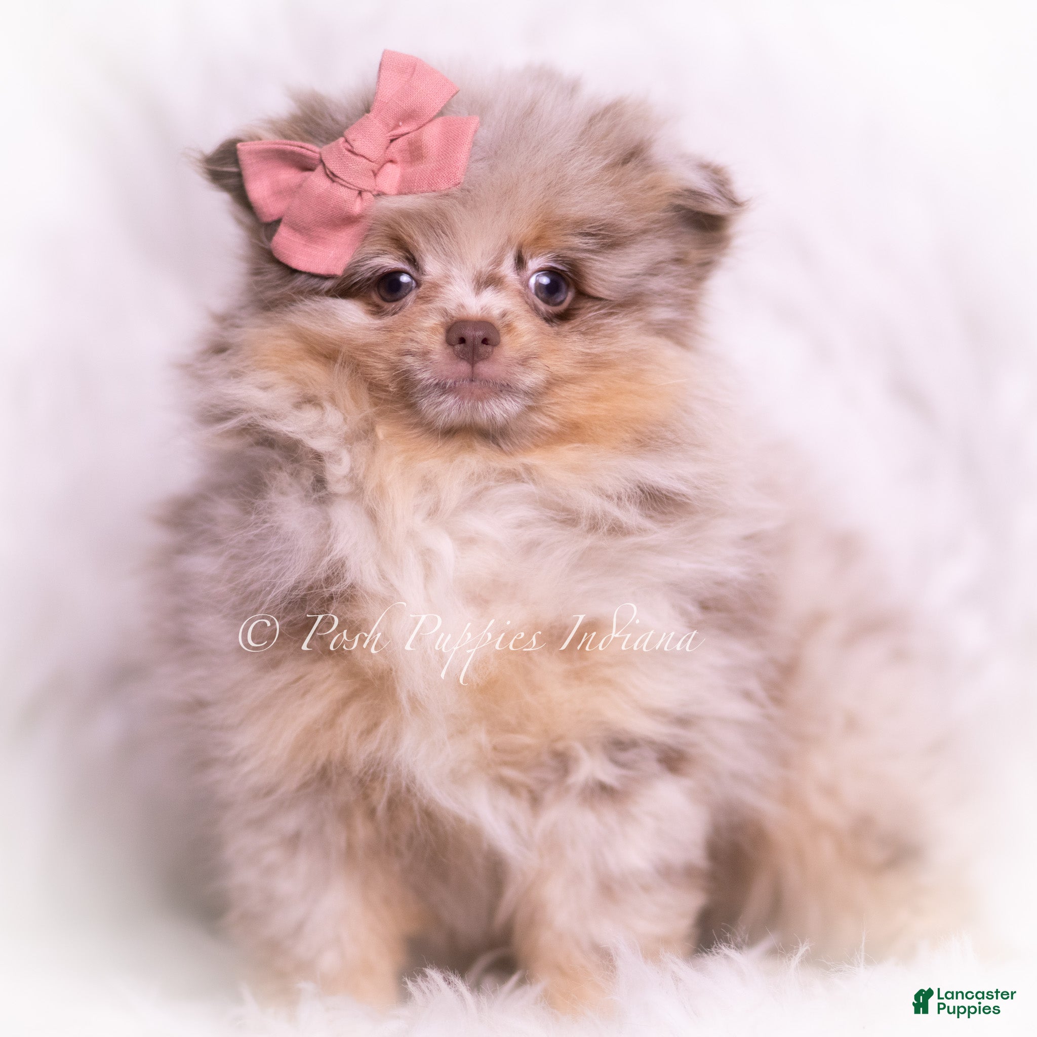 Pomeranian dogs Violet - Ad 25