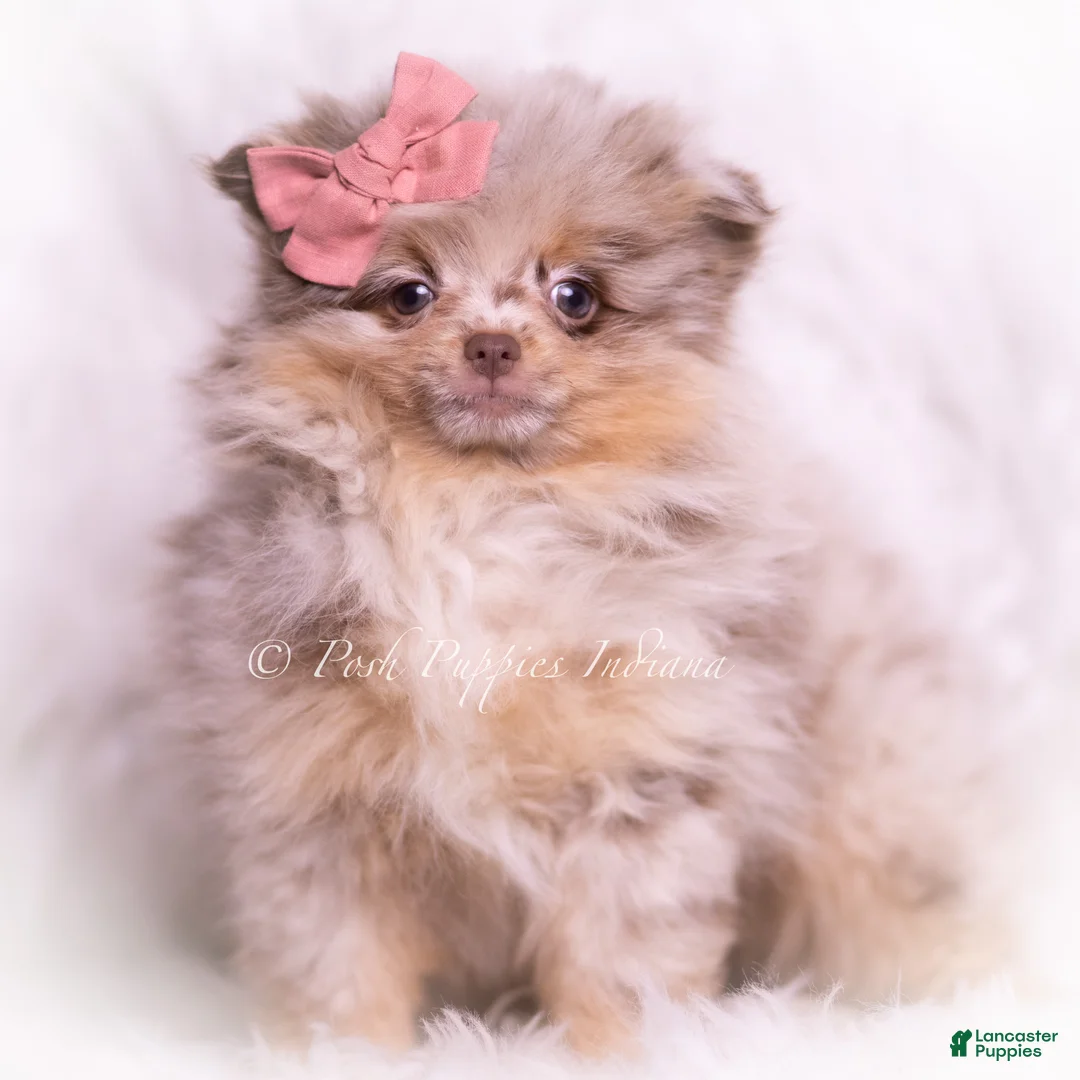 Pomeranian dogs for sale: Violet - Ad 1