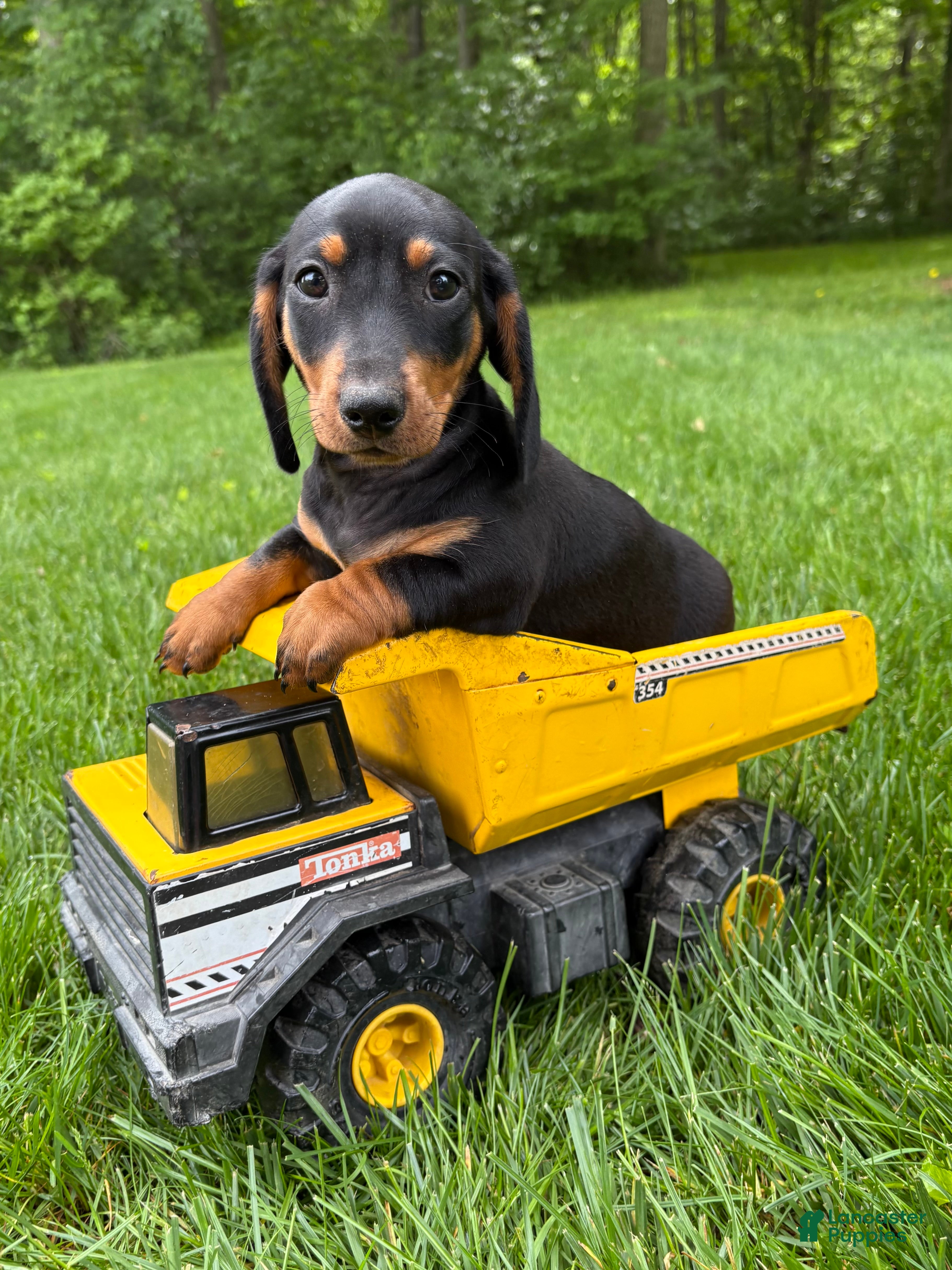 Miniature Dachshund dogs Hiram - Ad 2