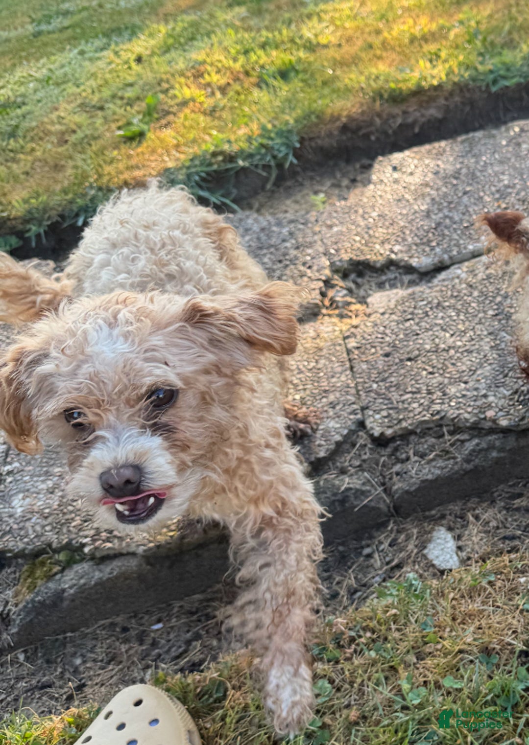 Maltipoo dogs for sale: Maltipoo Puppy 1 - Ad 3