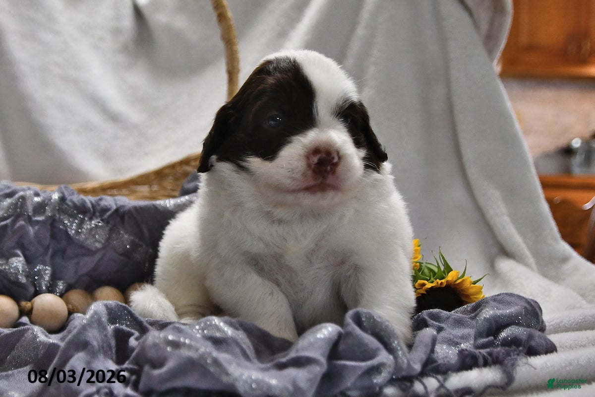 Portuguese Water Dog dogs Glen - Ad 2
